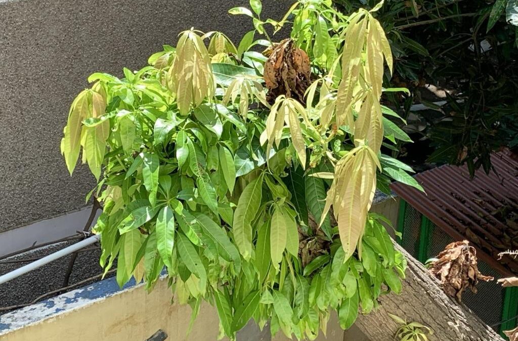 The Mango Tree – 3/3