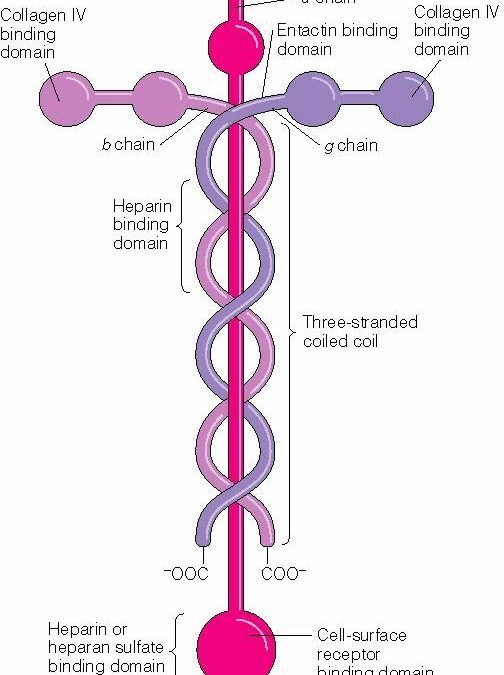 Laminin