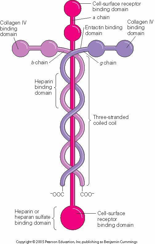 Laminin