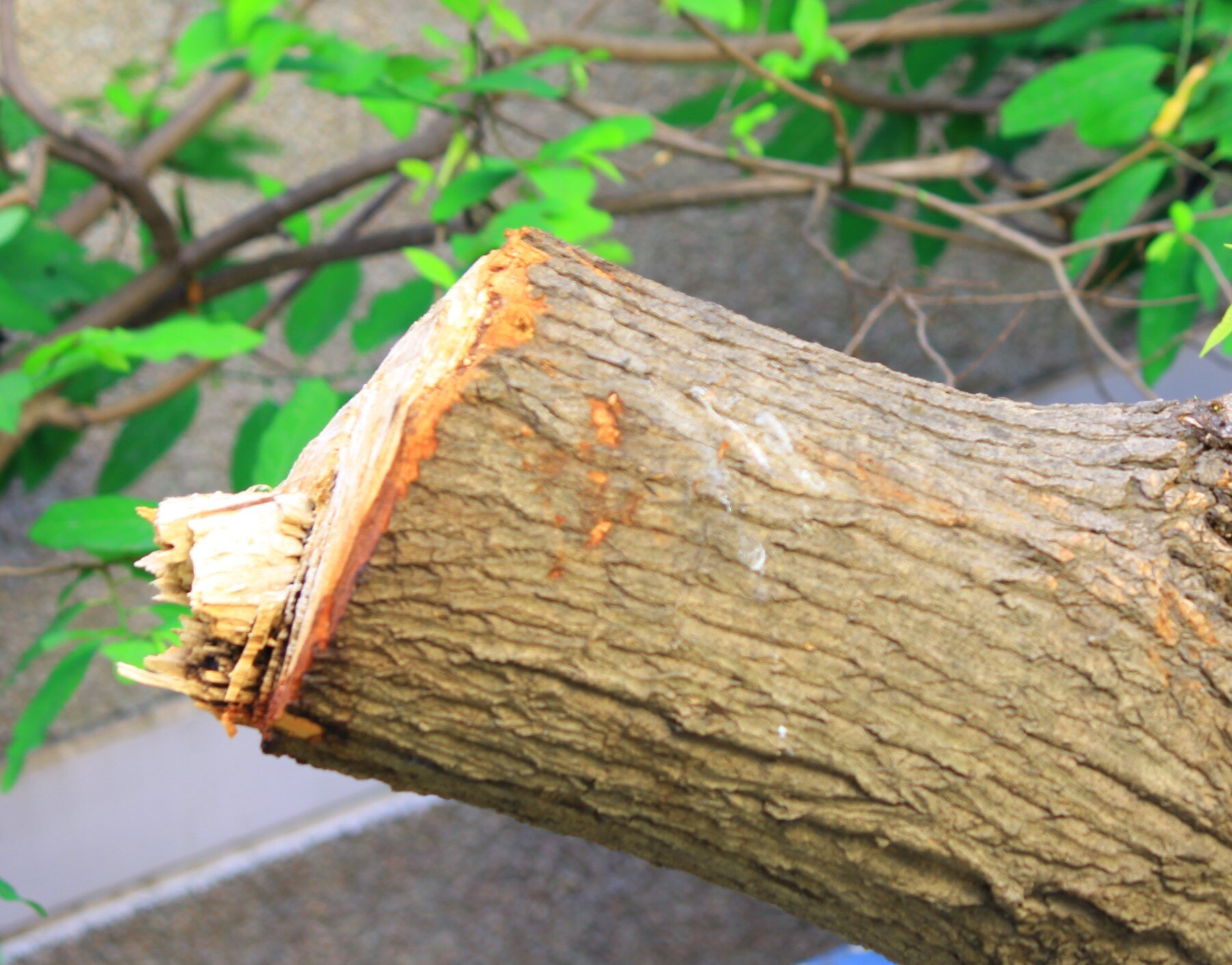 The Mango Tree – 1/3