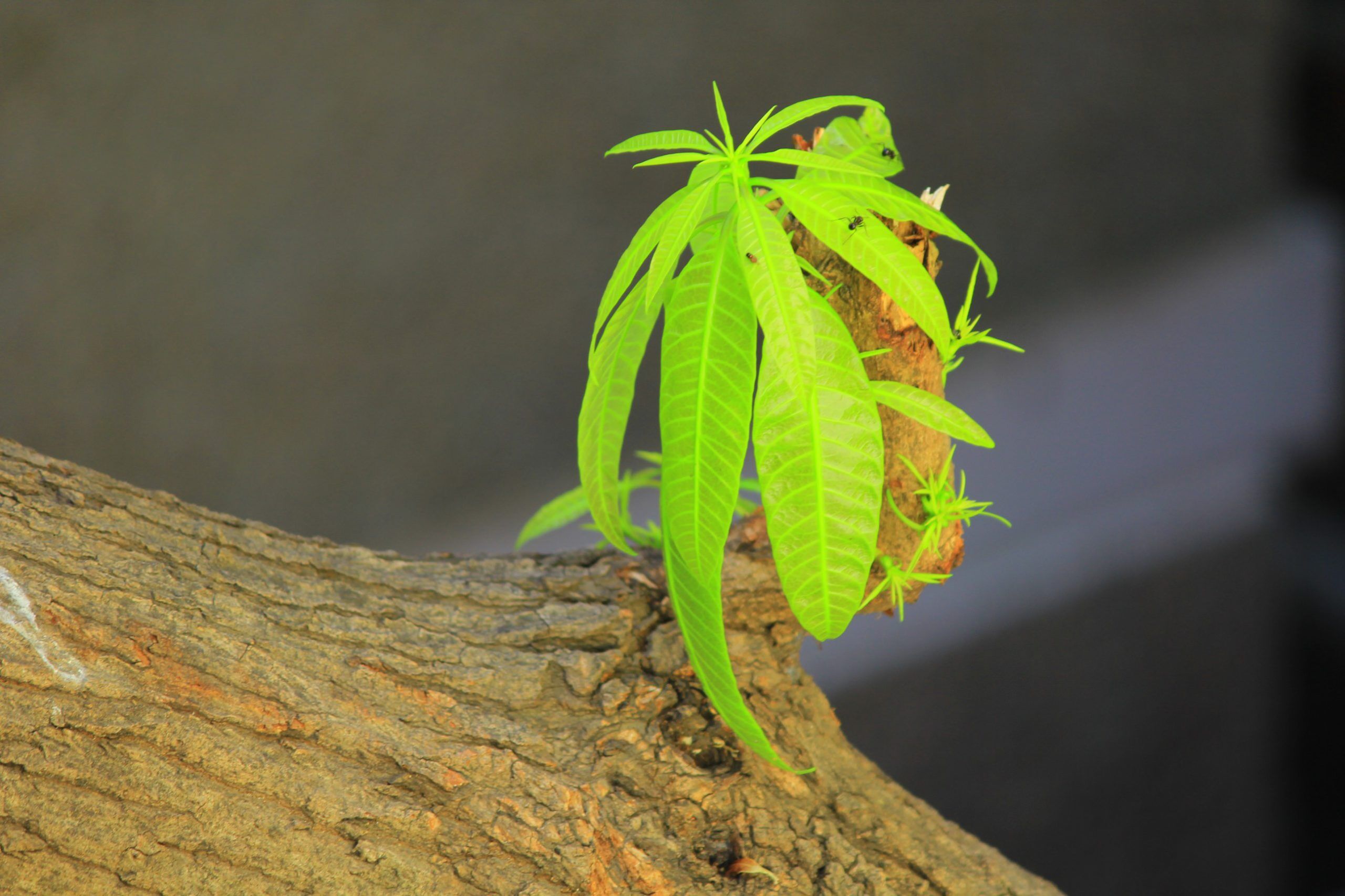 The Mango Tree – 2/3